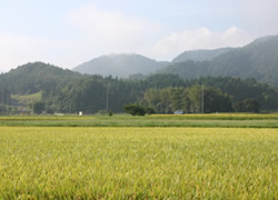 のどかな田園風景