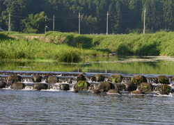 川は命の宝庫
