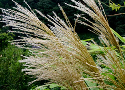 秋風に揺れるススキ